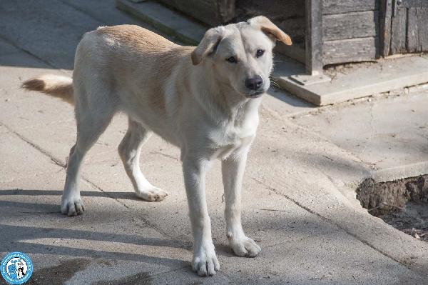 Paride, il cagnolino che profuma di campagna Foto 2